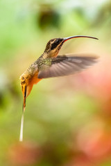 Talamanca hummingbird or admirable hummingbird (Eugenes spectabilis) is a large hummingbird. The admirable hummingbird's range is Costa Rica to Panama