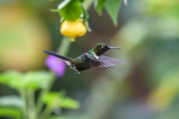 Talamanca hummingbird or admirable hummingbird (Eugenes spectabilis) is a large hummingbird. The admirable hummingbird's range is Costa Rica to Panama