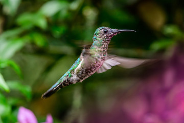 Fototapeta na wymiar Talamanca hummingbird or admirable hummingbird (Eugenes spectabilis) is a large hummingbird. The admirable hummingbird's range is Costa Rica to Panama