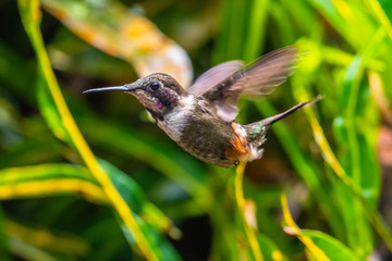 Obraz premium Talamanca hummingbird or admirable hummingbird (Eugenes spectabilis) is a large hummingbird. The admirable hummingbird's range is Costa Rica to Panama