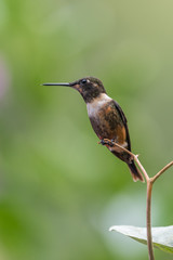 Talamanca hummingbird or admirable hummingbird (Eugenes spectabilis) is a large hummingbird. The admirable hummingbird's range is Costa Rica to Panama