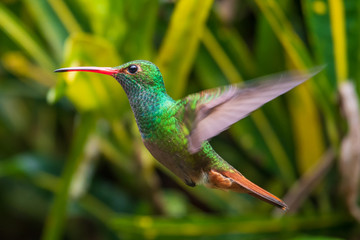 Talamanca hummingbird or admirable hummingbird (Eugenes spectabilis) is a large hummingbird. The admirable hummingbird's range is Costa Rica to Panama