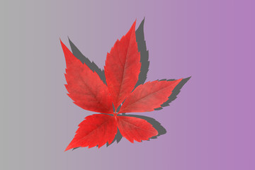 wild grape leaves with shadow isolated on gradient background