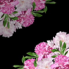 Beautiful floral background of pink peonies. Isolated