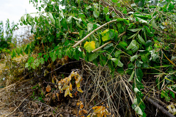 Heap with leaves, branches and grass