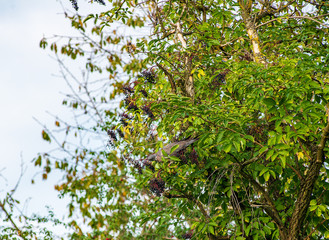 A pigeon perched on a branch eats berries from a tree