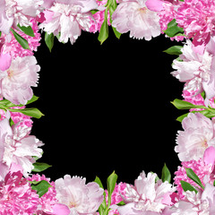 Beautiful floral background of pink peonies. Isolated