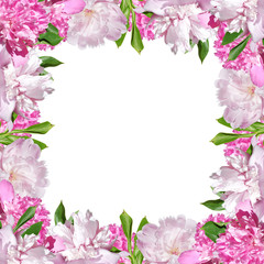Beautiful floral background of pink peonies. Isolated