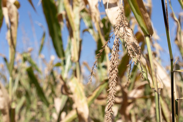 Fototapeta premium Ears of corn in the field in summer