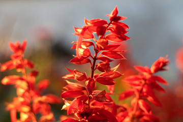Salvia flower on wall background.