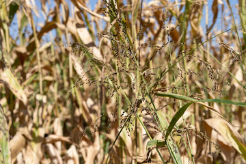 Ears of corn in the field in summer