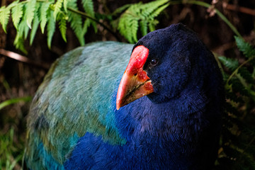 New Zealand Takahe in a green field
