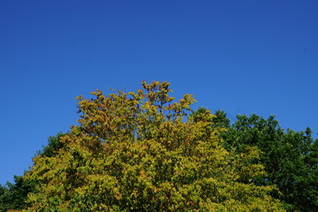 tree and blue sky