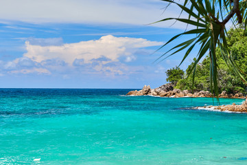 turquoise sea, next to the coast line where there are rocks, and a lush vegetation of the jungle, in the foreground a palm tree