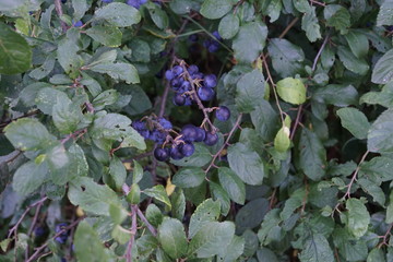 Sloes