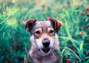  charming dog sitting on summer meadow with bright pink clover flowers