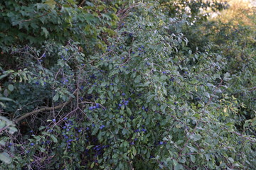 Sloes