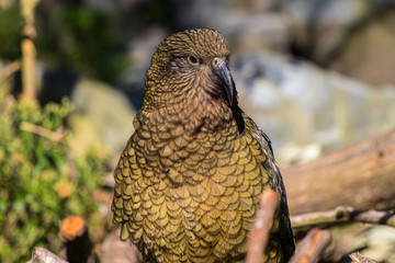 Cheeky Kea playing in a walk through aviary