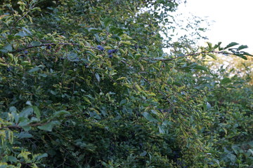 Sloes