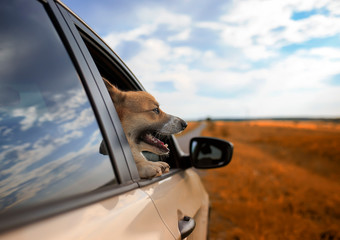 cute puppy dog red Corgi stuck his happy muzzle out of the car during the travel time on summer roads in the village