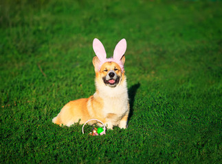 portrait of a puppy dog red Corgi sitting in the bright green grass in funny pink rabbit ears with a basket of bright colored eggs on an Easter card