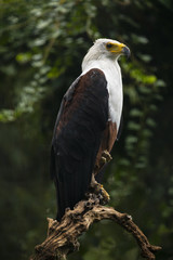 Aquila pescatrice africana -Uccello predatore