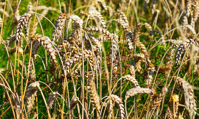 a grain field necessary for produce beer in Bayern, Germany