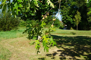  old kind of pears on a tree