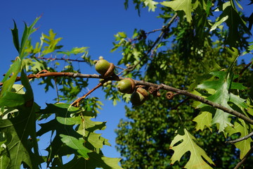 acorns