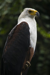 Aquila pescatrice africana -Uccello predatore