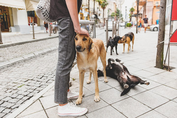 A man stroking a homeless dog ​​on a city street surrounded by other stray dogs. Сoncept of...