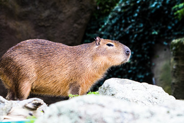 Capybara enjoying the winter sun light in the open