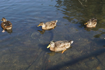 ducks in a pond in Bielefeld