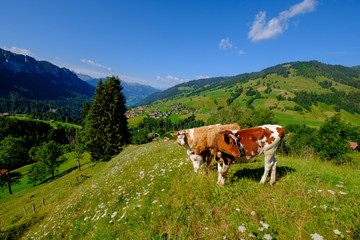 Fototapeta na wymiar Small cows herd grazing at the Alpine meadow