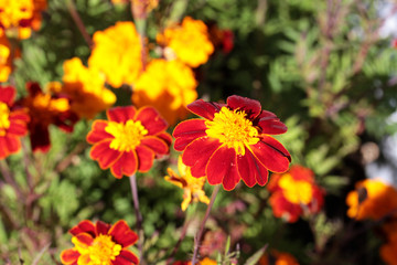 red signet marigold