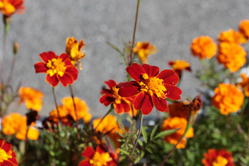red signet marigold