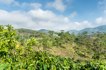 Fototapeta na wymiar Lonely house in hills, in mountains, in thickets of rainforest, jungle. Coffee plantations. Against blue sky with clouds.