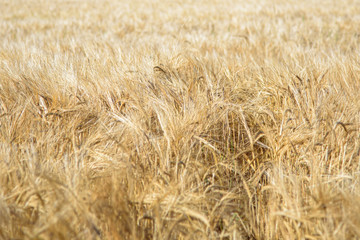 Grano