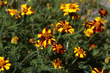 signet marigold harlequin