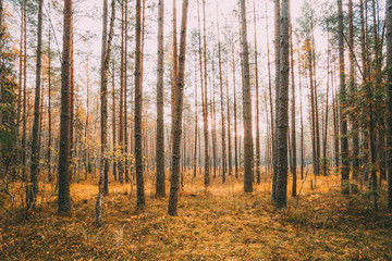 Wild autumn coniferous forest. Nature In Belarus, Berezinsky Biosphere Reserve In Autumn Sunny Day
