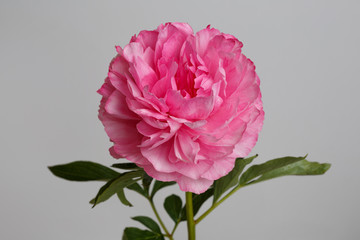 Pink peony isolated on a gray background.