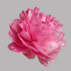 Pink peony isolated on a gray background.