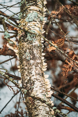 Belarus. Polypore Fungus On Tree Trunk In Autumn Rainy Day. Bracket Fungi, And Their Woody Fruiting Bodies Are Called Conks