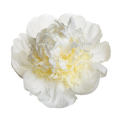 Delicate white peony with an exquisite center isolated on a white background.