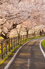 cherry tree in bloom and road