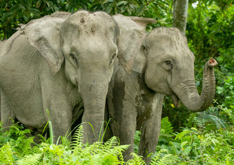 Asian Elephant