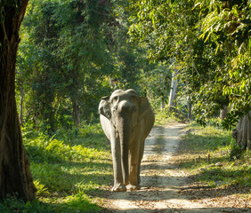 Asian Elephant