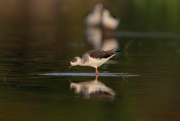 Black winged stilt