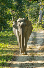 Asian Elephant