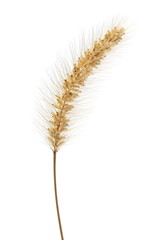 Wheat ear, grain isolated on white background with clipping path